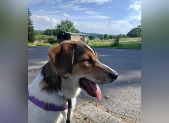 Aufgeweckter lieber Ripley