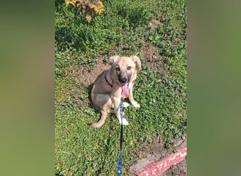 Aufgeweckter, lieber Junghund auf der Suche