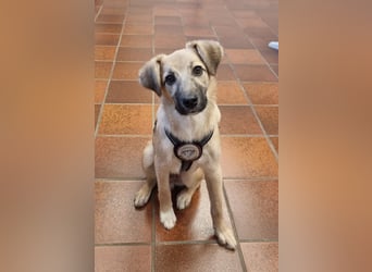 Aufgeweckter, lieber Junghund auf der Suche