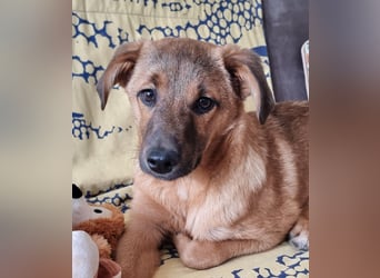 Findus in Sankt Augustin sucht ein Zuhause