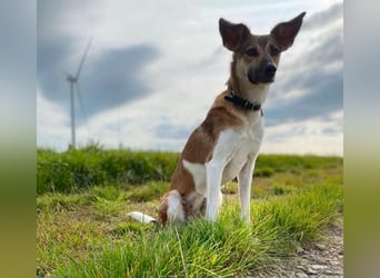 Vega, auf der Suche nach einem neuen Zuhause