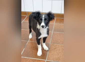 Kleiner Wirbelwind Tara