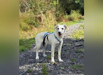 Liebevolles Zuhause gesucht für Kora