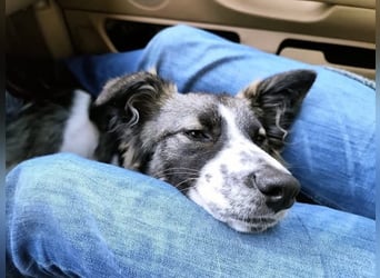 Loki, Besitzer schwer erkrankt