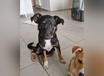 Amy sucht ein Für-immer-Zuhause