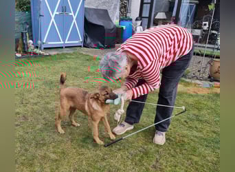 Findus in Sankt Augustin sucht ein Zuhause