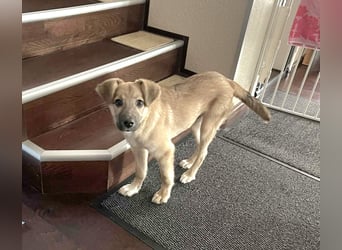 Aufgeweckter, lieber Junghund auf der Suche