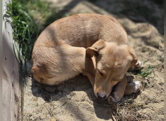 Peach sucht eine Für-immer-Familie