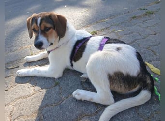 Aufgeweckter lieber Ripley