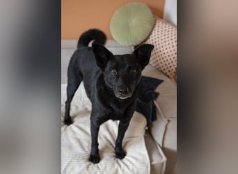 Lucky sucht ein Für-immer-Zuhause