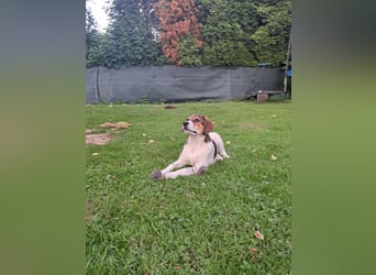 Aufgeweckter lieber Ripley