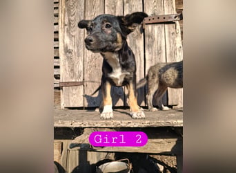 Amy sucht ein Für-immer-Zuhause