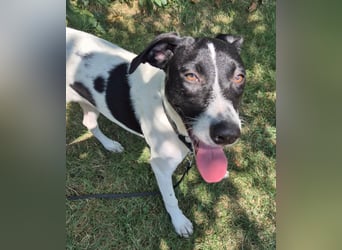 Hübsche Shiva in 53783 Eitorf