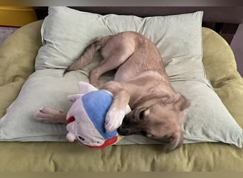 Aufgeweckter, lieber Junghund auf der Suche