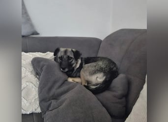 Sanfte, ruhige Josy sucht ihr Für-immer-Zuhause