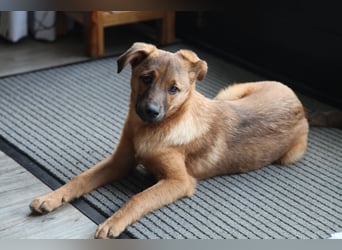 Findus in Sankt Augustin sucht ein Zuhause