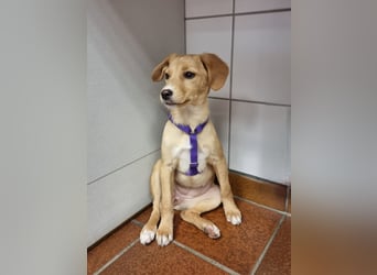 Peach sucht eine Für-immer-Familie