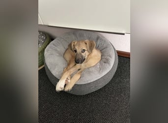 Aufgeweckter, lieber Junghund auf der Suche