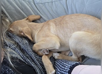 Peach sucht eine Für-immer-Familie