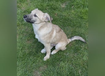 Aufgeweckter, lieber Junghund auf der Suche