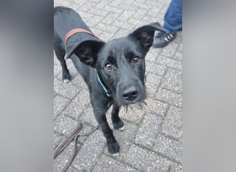 Rico sucht seinen Menschen