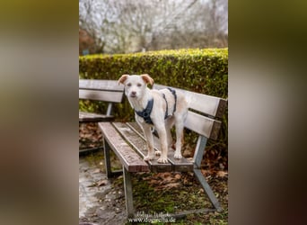 Hübsche junge Fleur sucht ein Zuhause