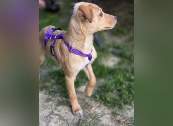 Peach sucht eine Für-immer-Familie