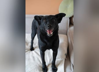 Lucky sucht ein Für-immer-Zuhause