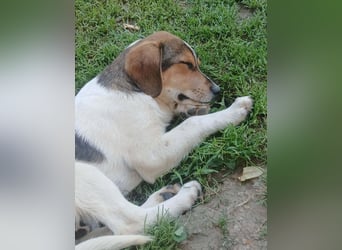 Aufgeweckter lieber Ripley