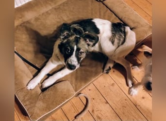 Loki, Besitzer schwer erkrankt