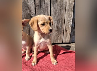 Peach sucht eine Für-immer-Familie