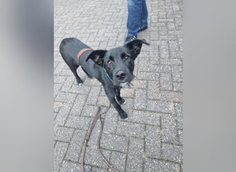 Rico sucht seinen Menschen