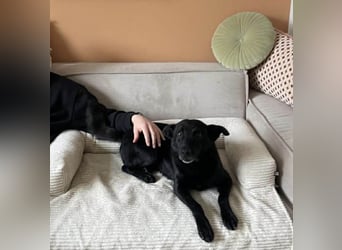 Lucky sucht ein Für-immer-Zuhause