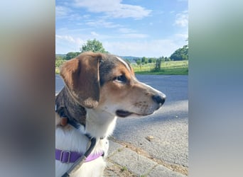 Aufgeweckter lieber Ripley
