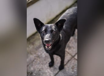 Lucky sucht ein Für-immer-Zuhause