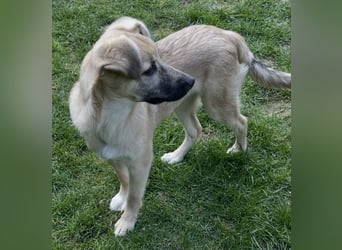 Aufgeweckter, lieber Junghund auf der Suche