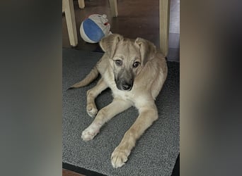 Aufgeweckter, lieber Junghund auf der Suche