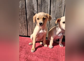 Peach sucht eine Für-immer-Familie