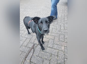 Rico sucht seinen Menschen