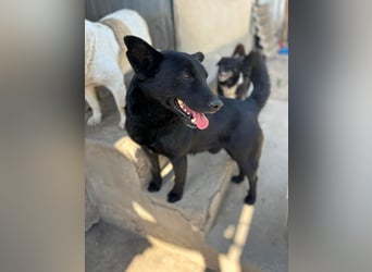 Lucky sucht ein Für-immer-Zuhause