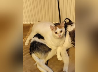 Loki, Besitzer schwer erkrankt