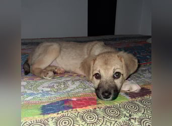 Aufgeweckter, lieber Junghund auf der Suche