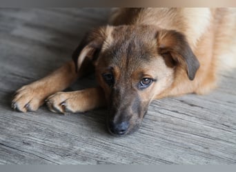 Findus in Sankt Augustin sucht ein Zuhause