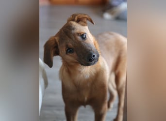 Findus in Sankt Augustin sucht ein Zuhause