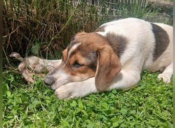 Aufgeweckter lieber Ripley