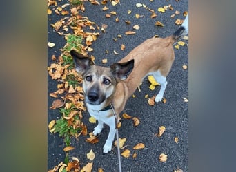 Vega sucht ein Zuhause