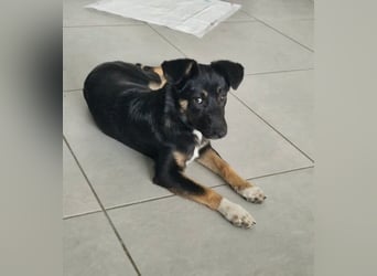Amy sucht ein Für-immer-Zuhause