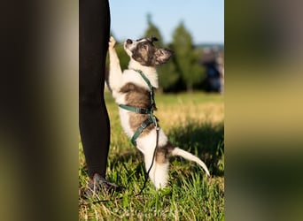 Loki, Besitzer schwer erkrankt