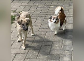 Aufgeweckter, lieber Junghund auf der Suche