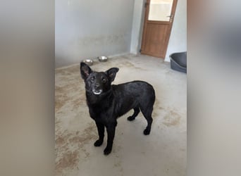 Lucky sucht ein Für-immer-Zuhause